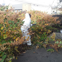 Animal Rodent Control Clean Up 