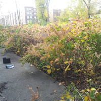 Animal Rodent Control Clean Up 
