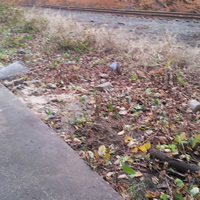 Animal Rodent Control Clean Up 
